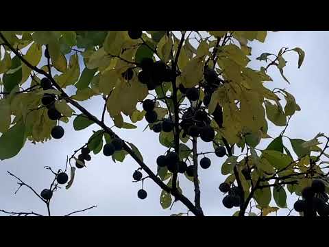 Видео: Противоречивое растение - терн!