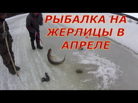 Видео: РЫБАЛКА В АПРЕЛЕ НА ЖЕРЛИЦЫ. ЗАКРЫЛИ СЕЗОН.