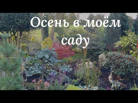 Видео: Мой сад в октябре 🍁рассуждения, ответы на вопросы, что цветёт, новинки..🍁