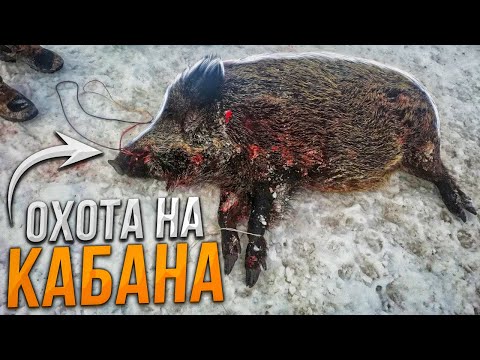 Видео: ОХОТА НА КАБАНА НОЧЬЮ.