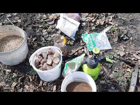 Видео: Посадка картофеля в некопаную землю 14.04.2021г