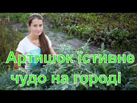 Видео: Артишок вирощування та догляд