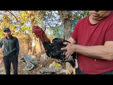 Видео: ПАРВОЗЛАР УЧУН МАХСУС ВИДЕО ДАКАН ХУ́РОЗЛАР ТОВУКЛАР ЖУ́ЖАЛАР 