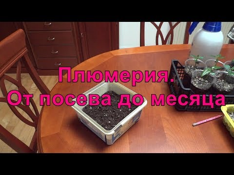 Видео: 🌺 Плюмерия. От посева до месяца