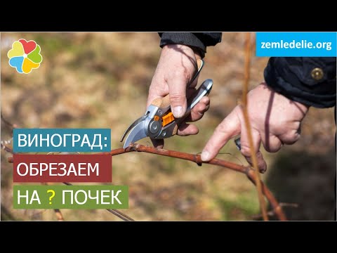 Видео: На сколько почек обрезать виноградную лозу осенью | Наглядная практика