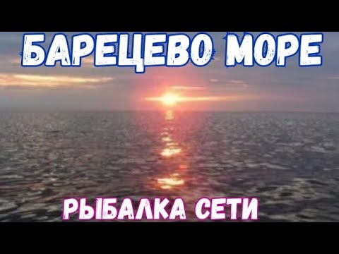 Видео: Вечерок на баренцухе , рыбалка сетями.