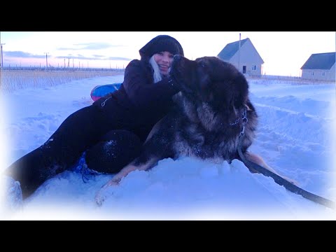 Видео: Кавказские овчарки и Питбуль, правильный выгул собак