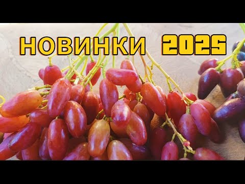 Видео: Прищепи 2025 року
