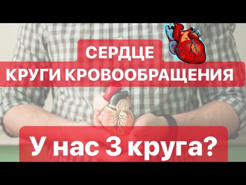 Видео: СЕРДЦЕ.КРУГИ КРОВООБРАЩЕНИЯ.ЕГЭ БИОЛОГИЯ 2019