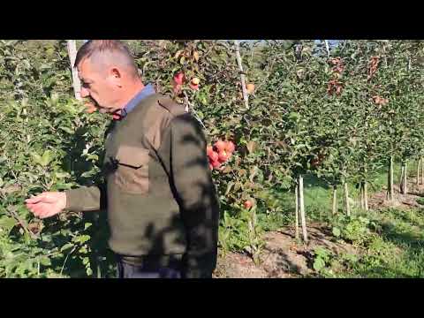 Видео: Сорт Камео, в 2024г, мои наблюдения.