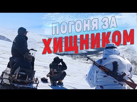 Видео: МИНУС ОДИН ХИЩНИК. СТАРАТЕЛЬСКИЕ ПСЫ НАПАДАЮТ НА ОЛЕНЕЙ.