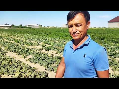 Видео: Құдық қазу! Көз қорқақ қол батыр! Аллаға мыңда бір шүкір еңбек ақталды! Су тіршілік көзі!