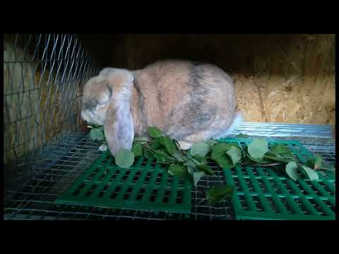 Видео: Мои кролики перестали расти. Разбираемся в причинах.