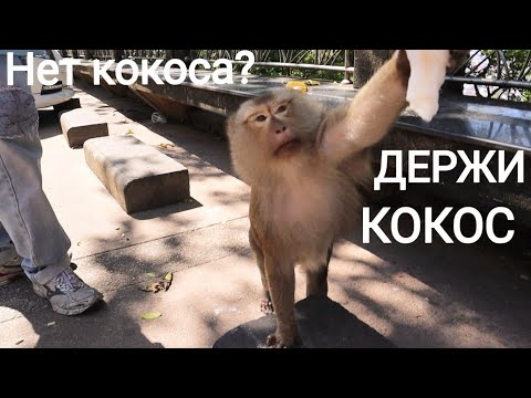 Видео: Пхукет на общественном транспорте! Бесплатно катаюсь на такси. Любимый Парк местных.