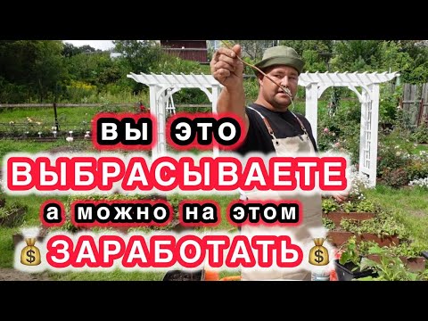 Видео: ХВАТИТ ТРАТИТЬ ЗАРПЛАТУ В САДОВЫХ ЦЕНТРАХ! Пора размножать самим и зарабатывать на этом