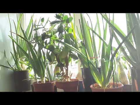 Видео: Джунгли в квартире.  Моя плантация алоэ.