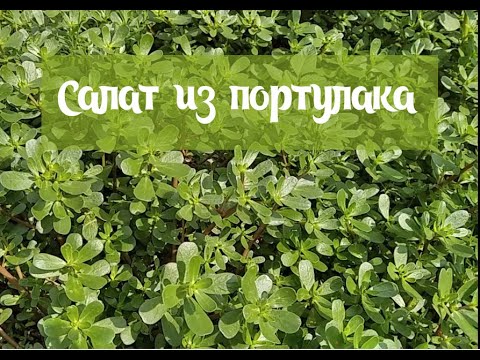 Видео: ВКУСНЫЙ И ПОЛЕЗНЫЙ ТЁПЛЫЙ САЛАТ ИЗ ПОРТУЛАКА/Warm purslane salad