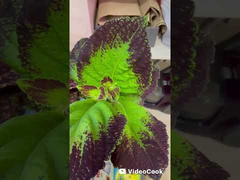 Видео: Обзор новинок колеусов с названиями сортов. 2 часть.