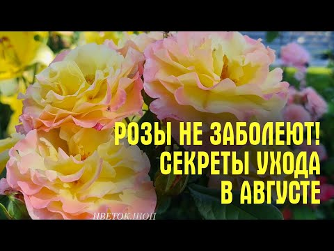 Видео: Розы В АВГУСТЕ! НЕ СОВЕРШАЙТЕ ОШИБОК! Чем ОПРЫСКИВАТЬ и КАК УХАЖИВАТЬ