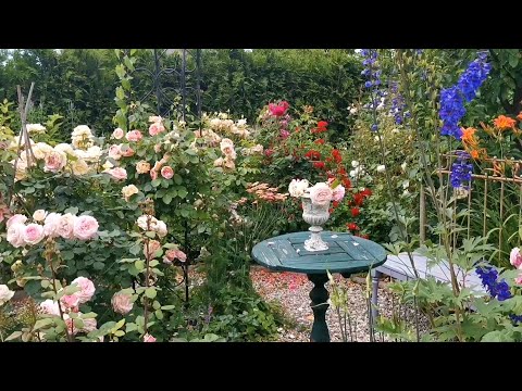 Видео: Обзор сортов роз. Ротонда