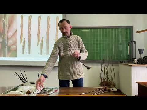 Видео: Майстер-клас "Зимове щеплення плодових культур"