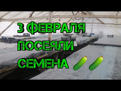Видео: Высадка семян огурцов Февраль 2021🥒🥒🌱