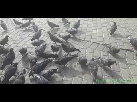 Видео: Серия 4. 45 день голубя дома. Попытка выпустить на волю