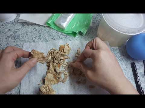 Видео: Всхожесть 100%!!! Садим лагенарию на рассаду. Ускоряем всходы!