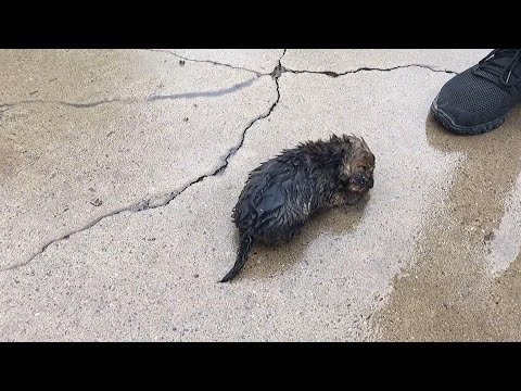Видео: Неуклюжий мужчина поднимает двух бездомных щенков с исключительной заботой！