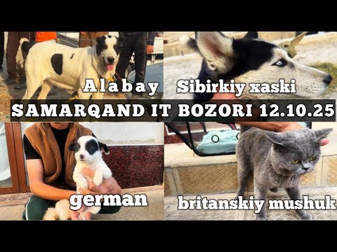 Видео: SAMARQAND IT BOZORI 2025 / САМАРКАНД ИТ БОЗОРИ 12.102025 ( Ит бозор 2025 )