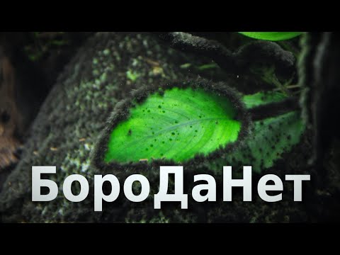 Видео: Борода в аквариуме KILL`EM ALL