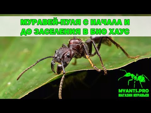 Видео: Развитие Муравья-Пули до заселения в Био Хаус