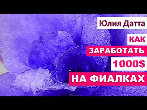 Видео: Как ЗАРАБОТАТЬ 1000 $ в месяц на фиалках? Расчет сколько нужно посадить. Юлия Датта