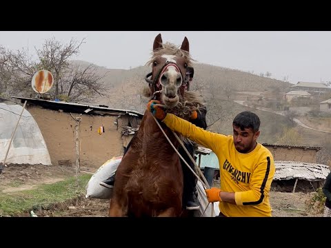 Видео: Абдусамад паҳлавон набераи шодравон Ҷунайдулло Абдуллоев ш.Ҳисор д.Тахт