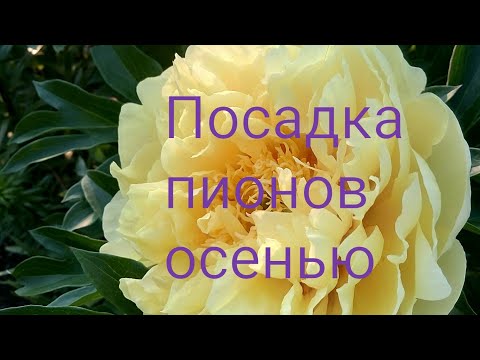 Видео: Посадка пионов травянистых и ито гибридов осенью.