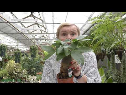 Видео: Пахира (лат. Pachira)