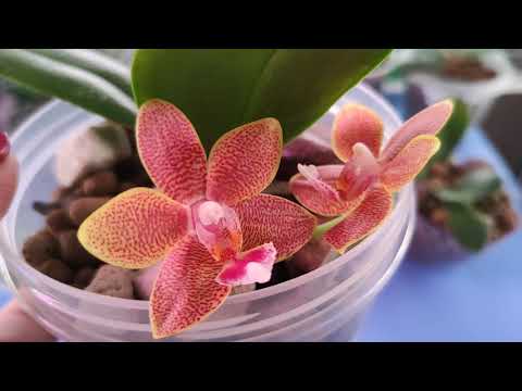 Видео: 07.05.21. мини ОРХИДЕИ групповая посадка..