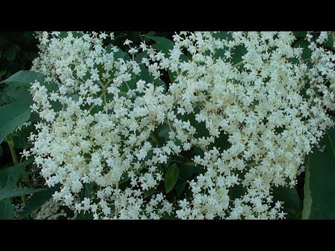 Видео: Желе из цвета Бузины.