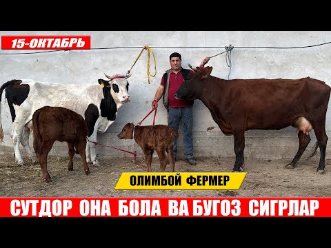 Видео: СУТДОР  ОНА  БОЛА  ВА БУГОЗ  СИГРЛАР 15-ОКТАБРЬ  ОЛИМБОЙ  ФЕРМЕР !