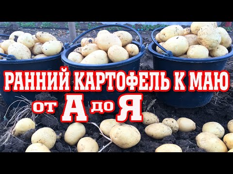 Видео: Суперранний картофель к маю!!! Метод выращивания от А до Я