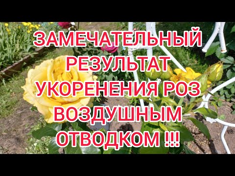 Видео: ЗАМЕЧАТЕЛЬНЫЙ РЕЗУЛЬТАТ УКОРЕНЕНИЯ РОЗ ВОЗДУШНЫМ ОТВОДКОМ! 2 ЧАСТЬ.Эксперимент удался!