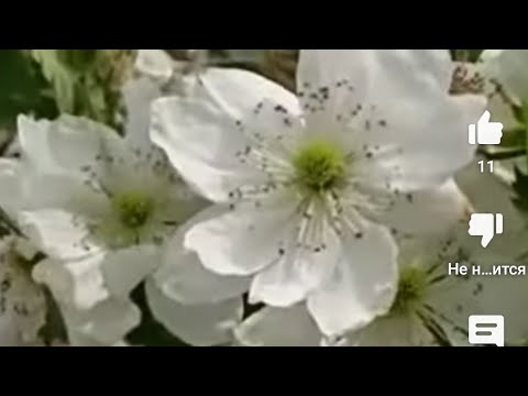 Видео: Ежевика Бжезина, сверяем сортность