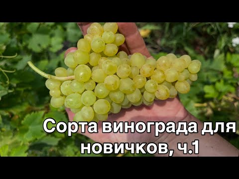 Видео: Обзор сортов винограда для новичков, простые в уходе, вкусные и урожайные 