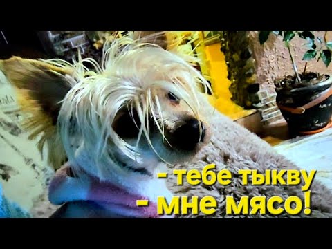 Видео: Приготовила чебуреки с тыквой/Люсе не понравилось)