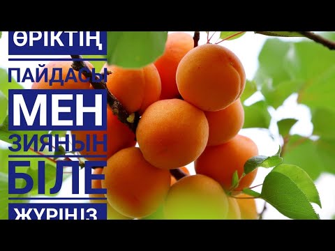 Видео: Сары өріктің денсаулыққа пайдасы бар ма?