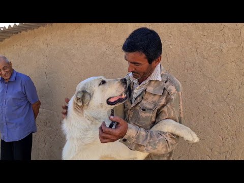Видео: Чабан и его верная Гоюнчи!
