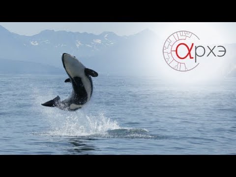 Видео: Татьяна Ивкович: "Исследование косаток на Камчатке" (СПБ)