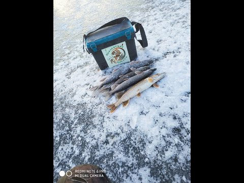 Видео: Открытие перволедия 2024 - 2025г Ловля на жерлицы со льда!!!