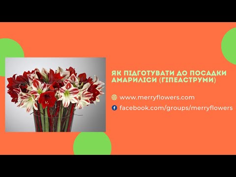 Видео: Як підготувати до посадки Амариліси (Гіпеаструми)