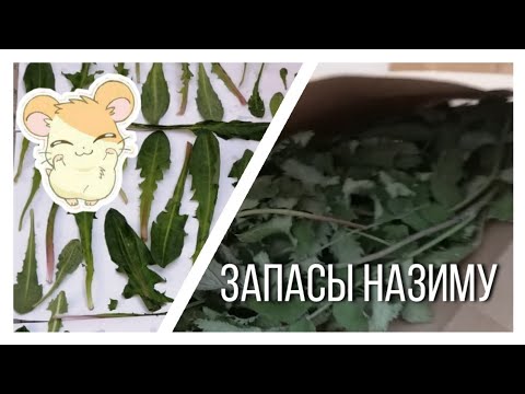 Видео: КАК СУШИТЬ И ГДЕ ХРАНИТЬ ТРАВЫ ДЛЯ ХОМЯКОВ 🌿|| СОБИРАЮ И СУШУ ТРАВЫ ХОМКИ✨